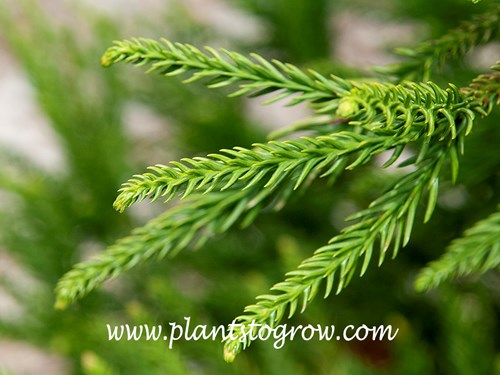 awl-like needles of a Cryptomeria japonica Araucariodes